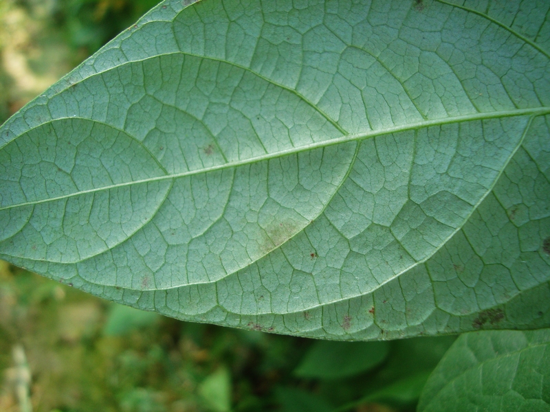 豇豆煤霉病高清
