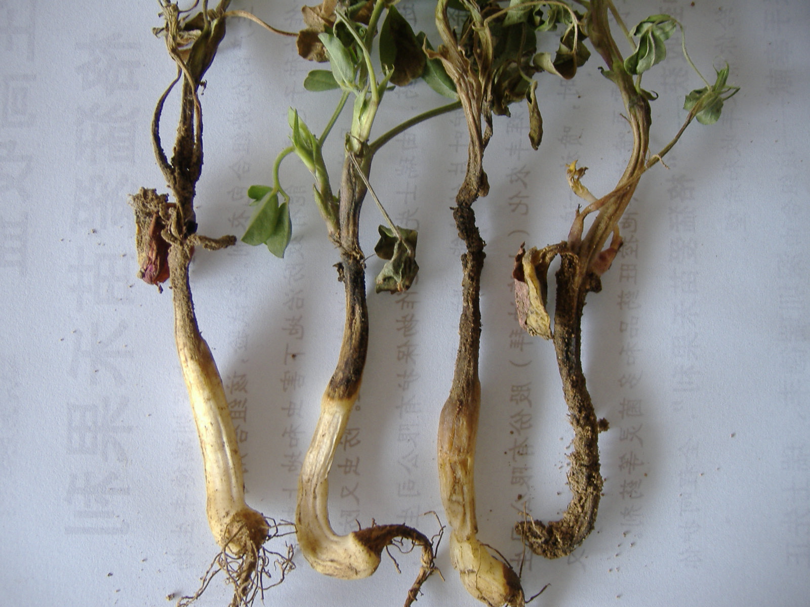 【边走边拍】之一 花生茎腐病_病虫草图_191农资人 - 农技社区服务平