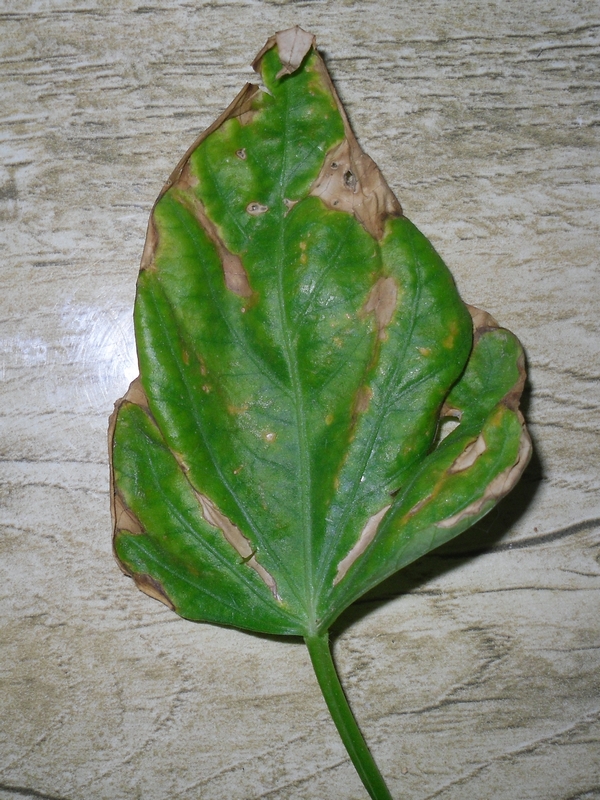 这是甘薯什么病害?有人认识吗?_病虫草图_191农资人 - 农技社区服务平