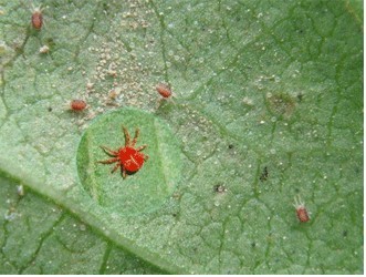 茄子红蜘蛛危害图片图片