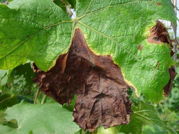 郑鹏的个人主页