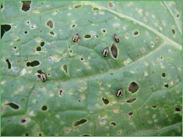 黄曲条跳甲图片