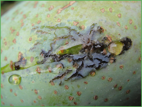 提供幾張芒果細菌性角斑病病害圖片