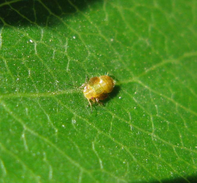 梨木虱冬型夏型成虫及若虫图片