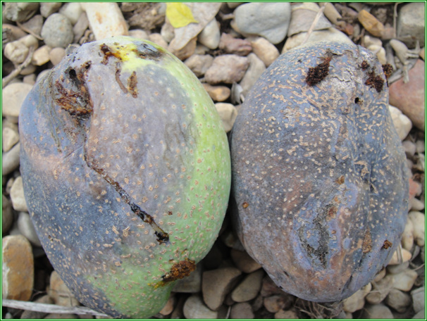 提供几张芒果细菌性角斑病病害图片