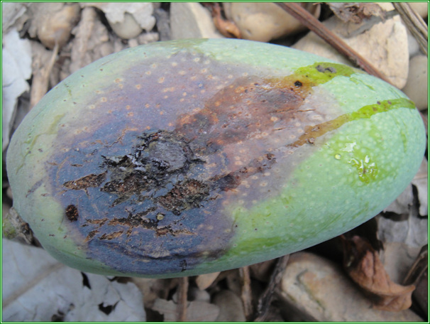 提供几张芒果细菌性角斑病病害图片