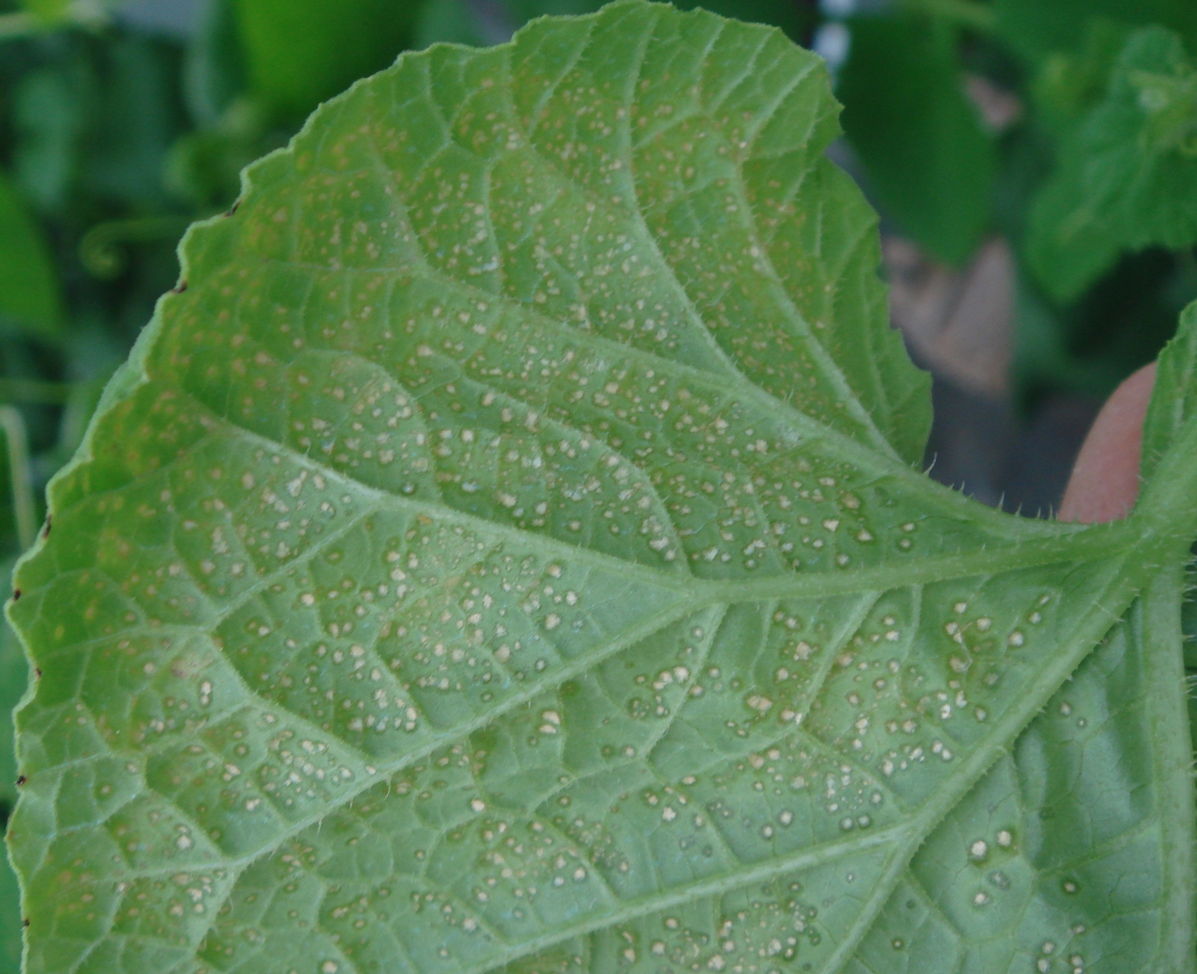 甜瓜靶斑病高清图片