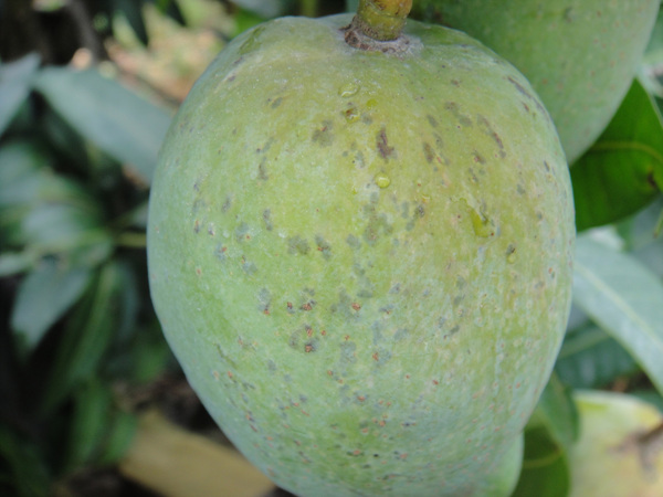 上传芒果水泡图片