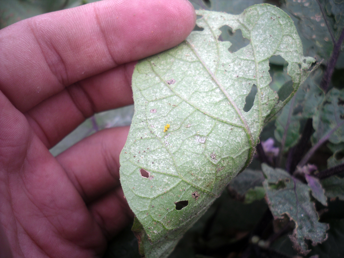 茄二十八星瓢虫危害全记录