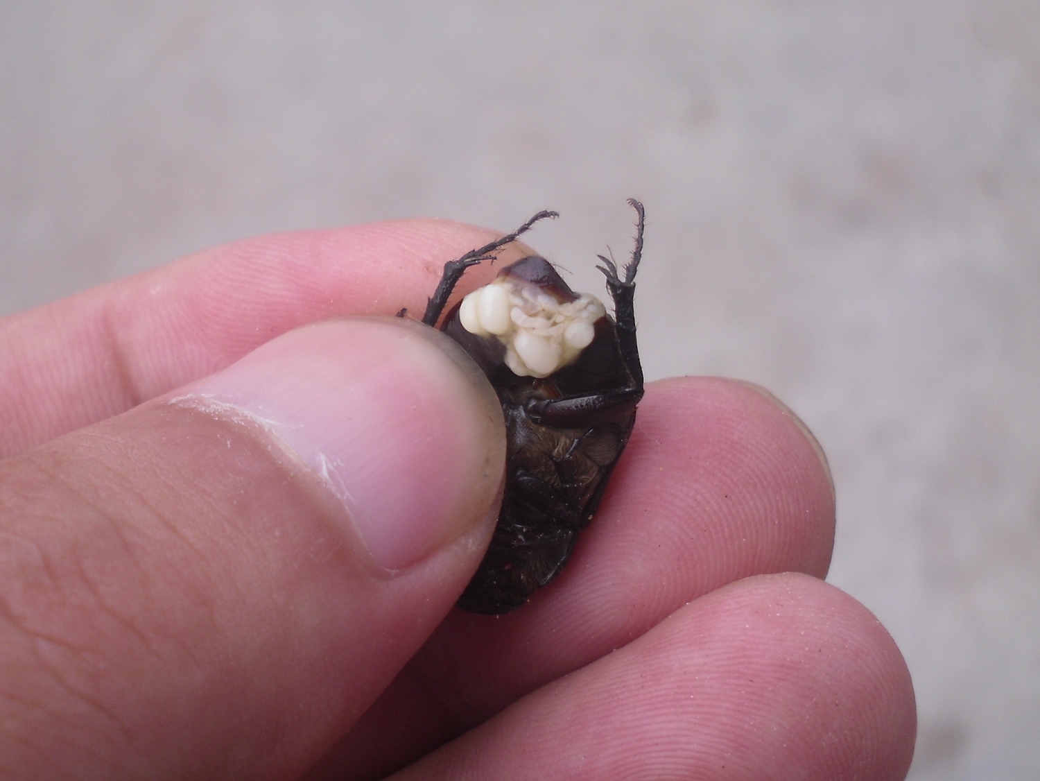 牙金龟幼虫图片