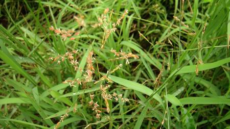 我来说说直播稻的除草 同时也有疑问