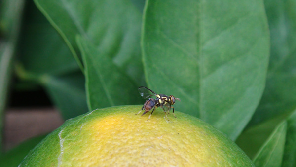 橘小实蝇果蛆的发生以及综合防治整理后原创