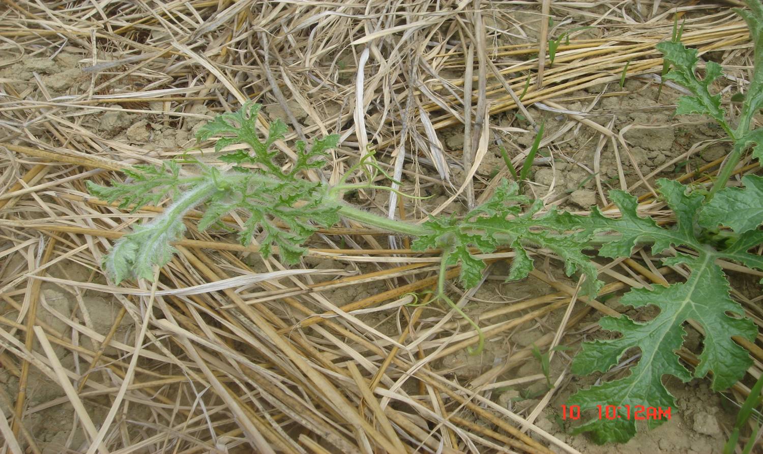 西瓜茶黄螨为害