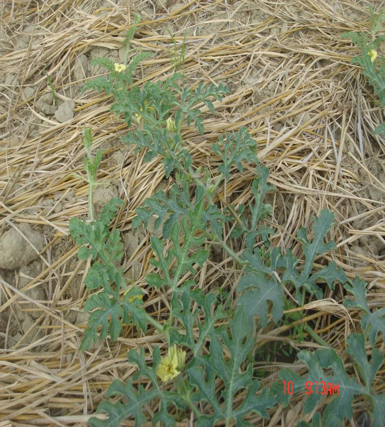 西瓜茶黄螨为害