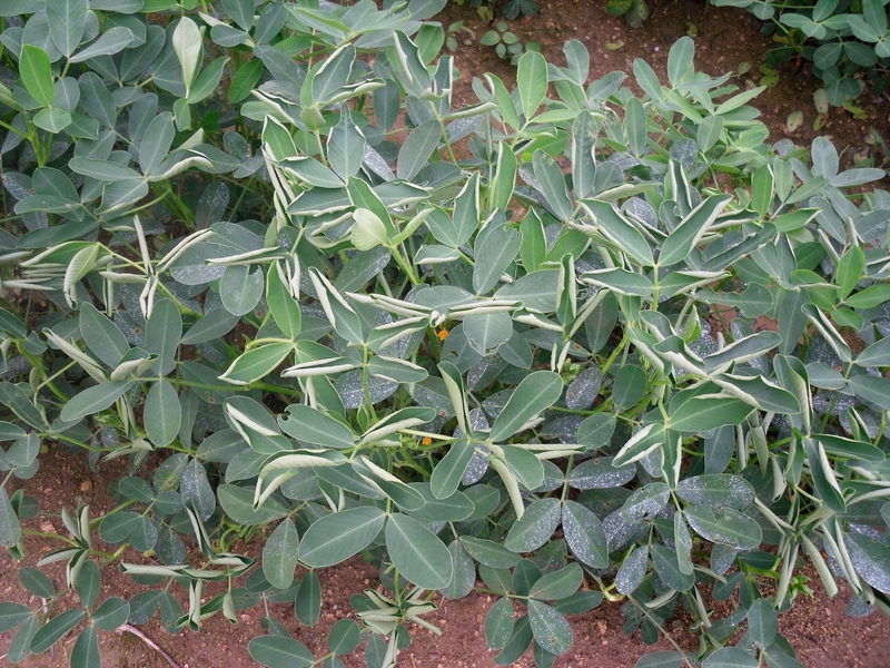 花生卷叶 - 绿色福音的个人主页 - 个人中心 - 农技社区服务平台