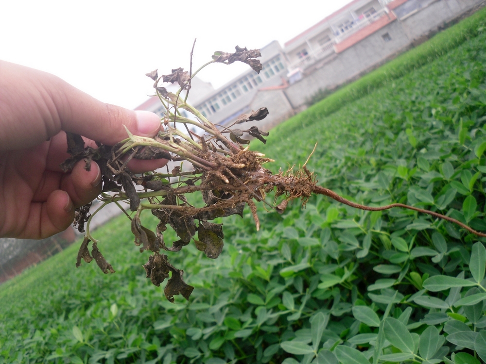 高清花生根腐病