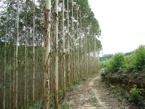 广西新方向柳江部回访客户速生桉长势一片大好