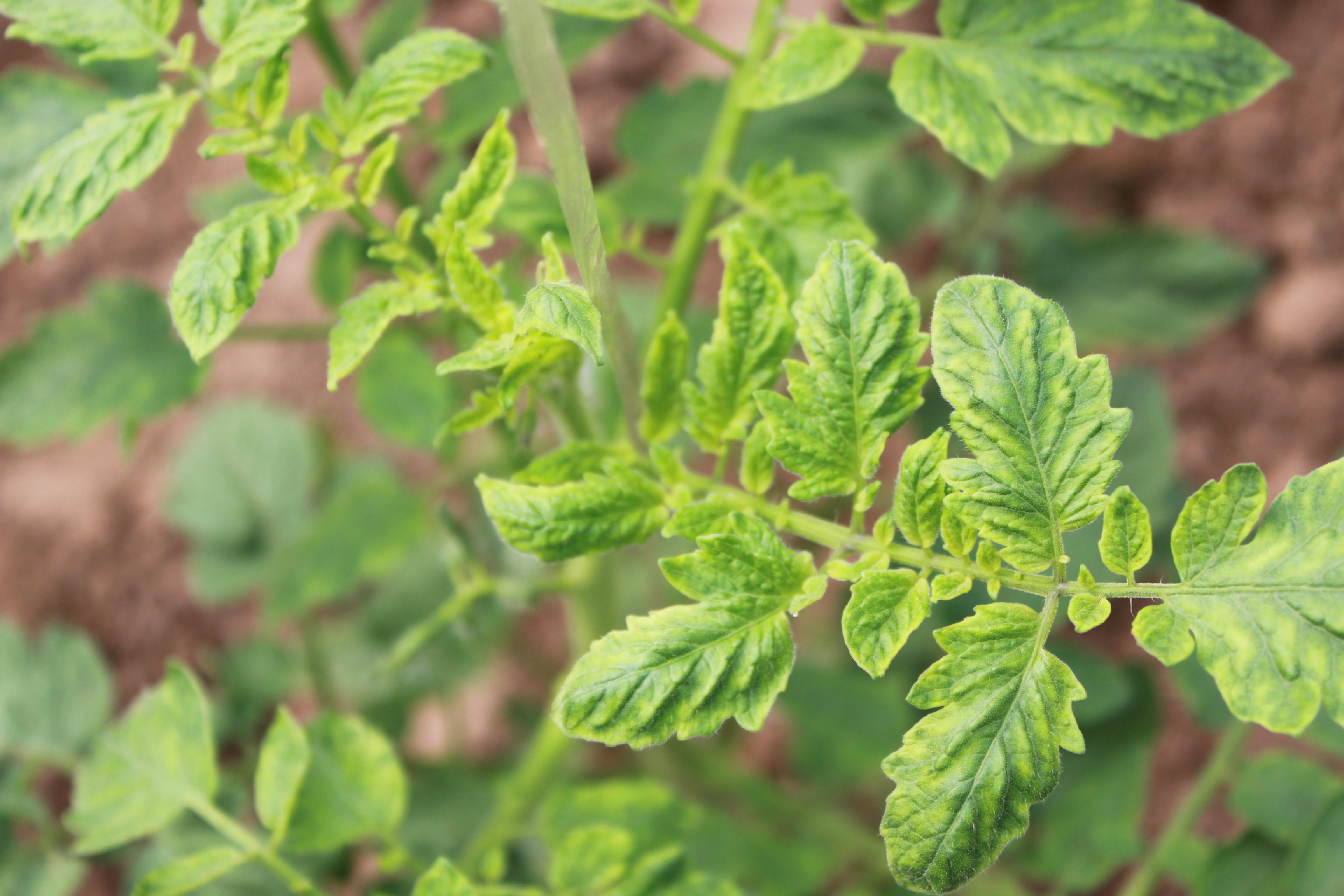 黄化曲叶病毒病照片