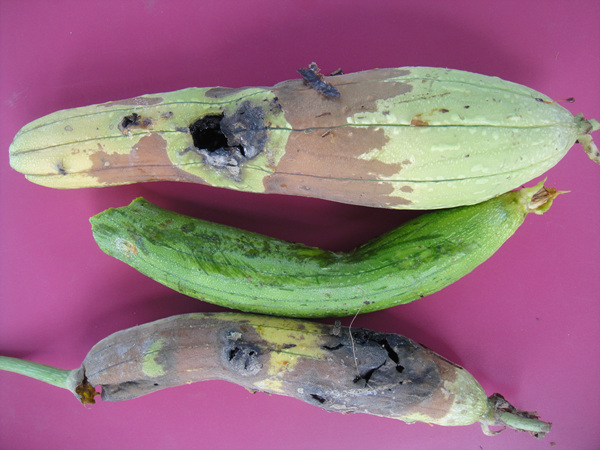 上传丝瓜水瓜园瓜实蝇危害相关图片原创