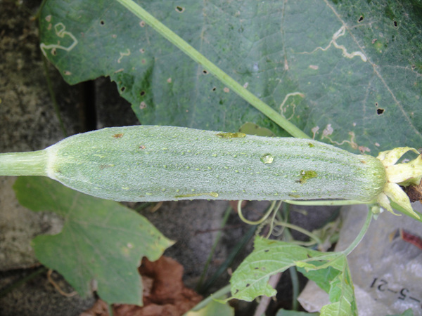 上传丝瓜水瓜园瓜实蝇危害相关图片原创