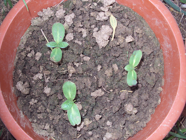 我的快乐我种植——大爱向日葵