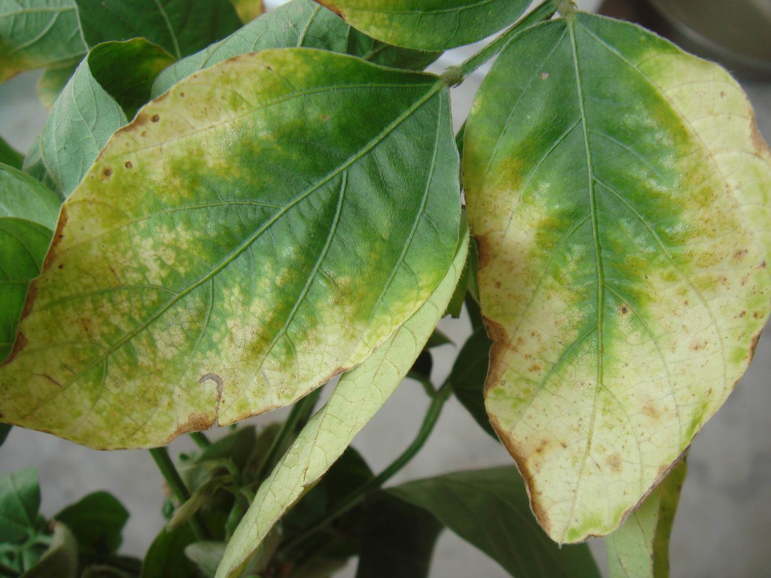 大豆的几种病害求解