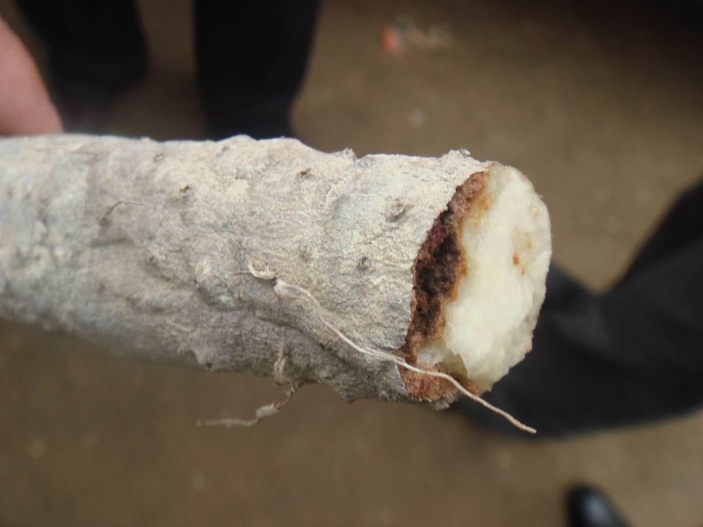 这两种分别是山药的什么病害