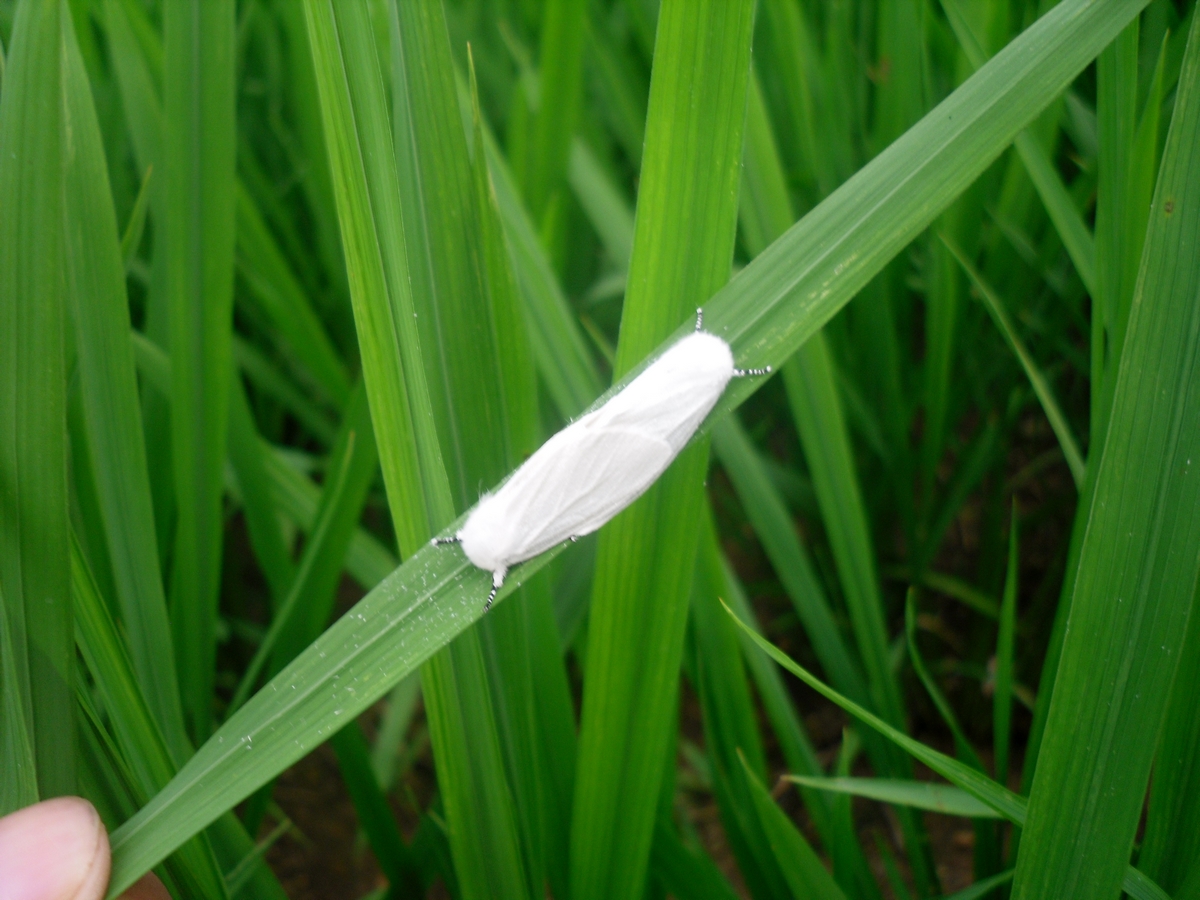 田里有很多白蛾子是美国白蛾吗附高清图