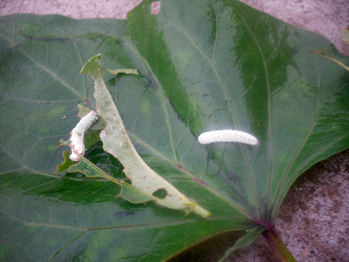 白僵菌农民朋友们的杀虫好帮手