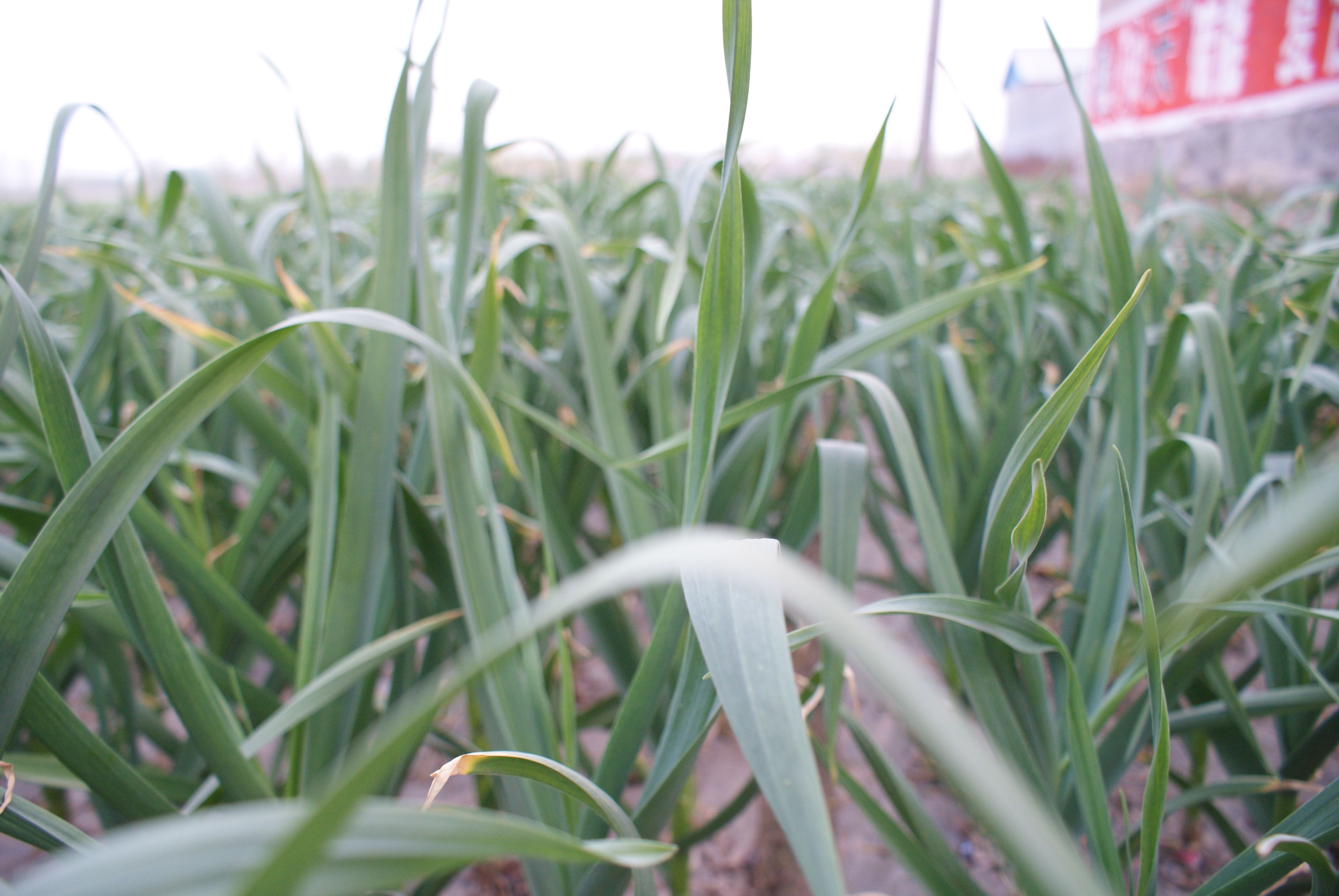 秋播大蒜之作物营养