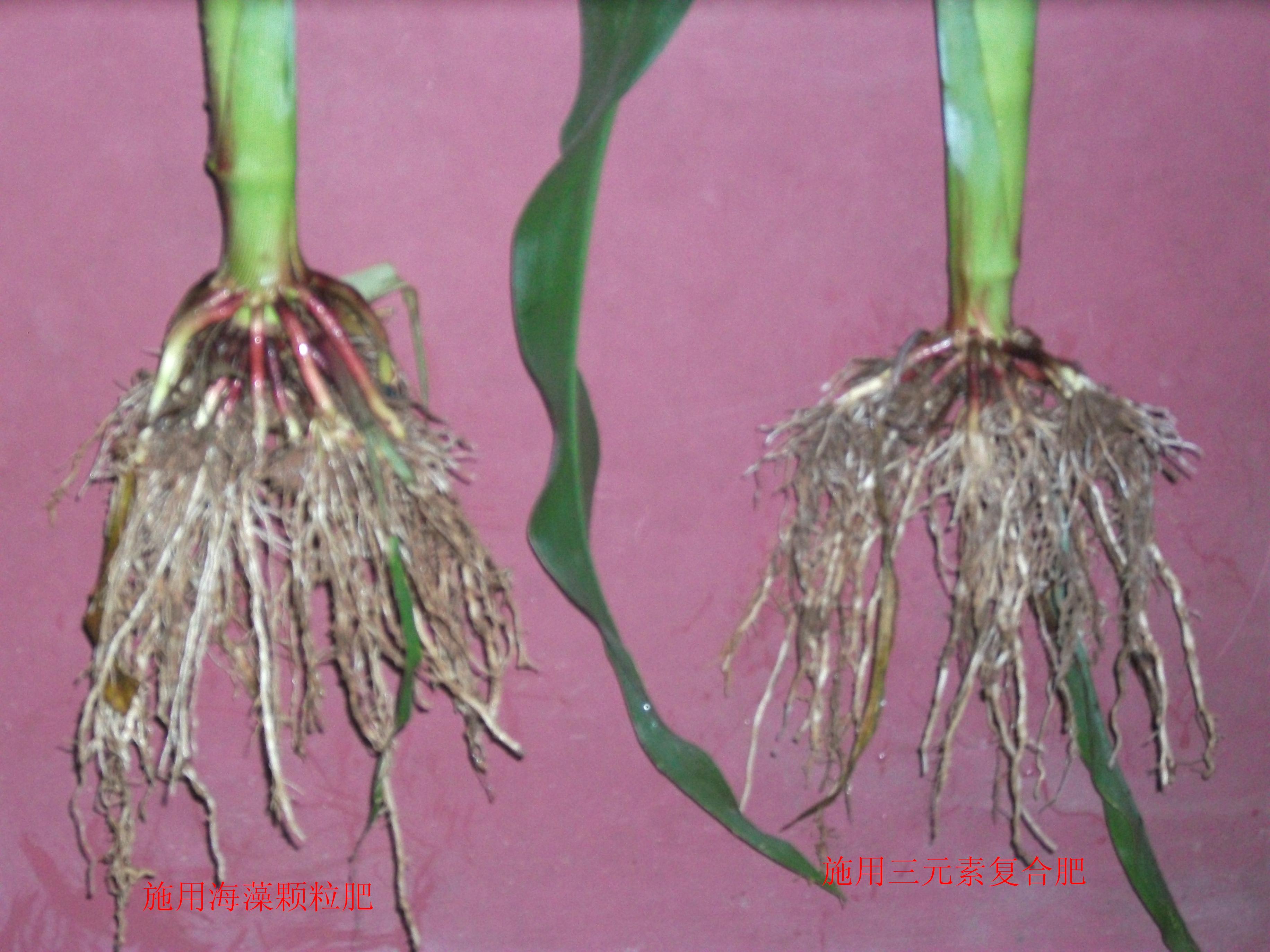 明月海藻肥在河北邯郸成安玉米上使用后,根系对比图