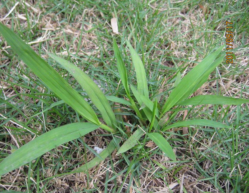 请教四种草的名称