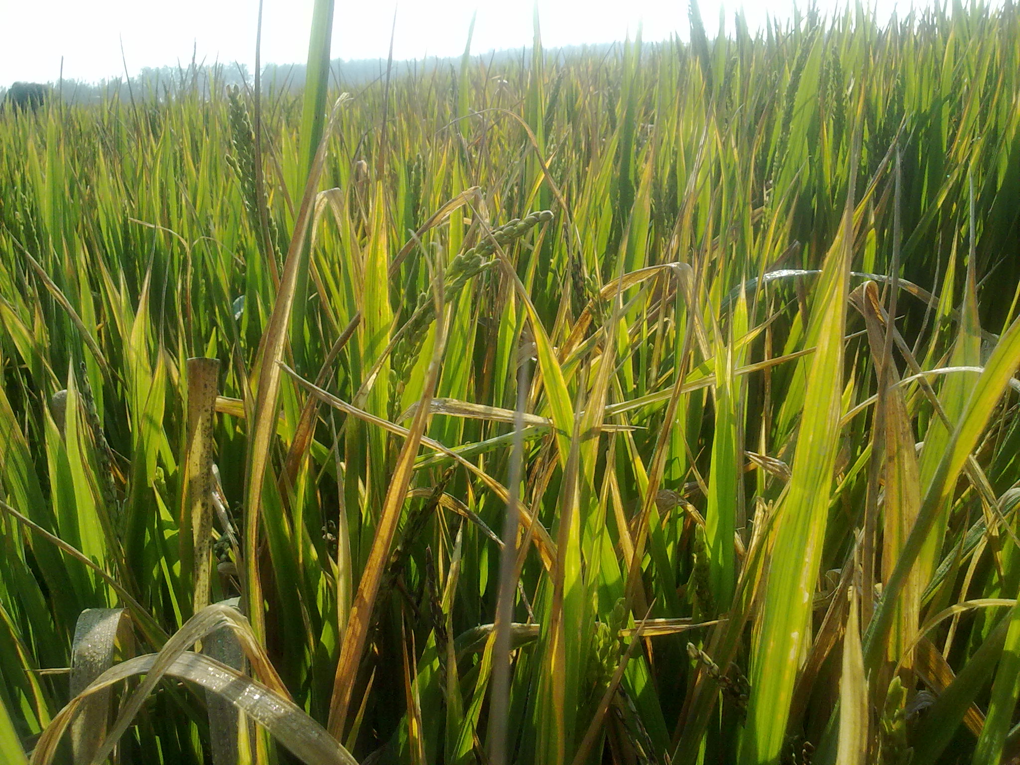 求解水稻变黄变枯
