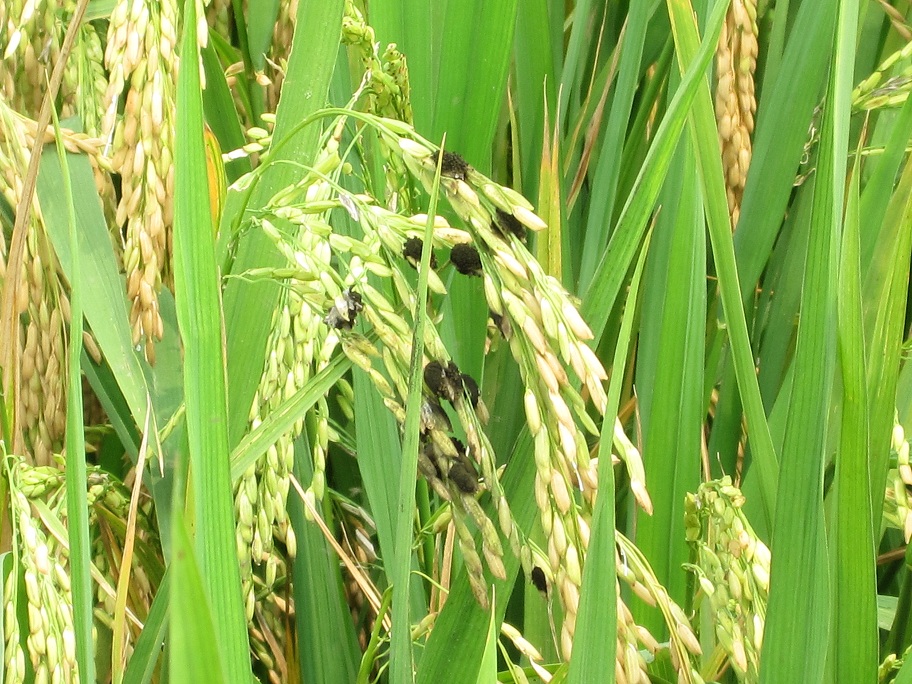 水稻稻曲病图片及防治图片