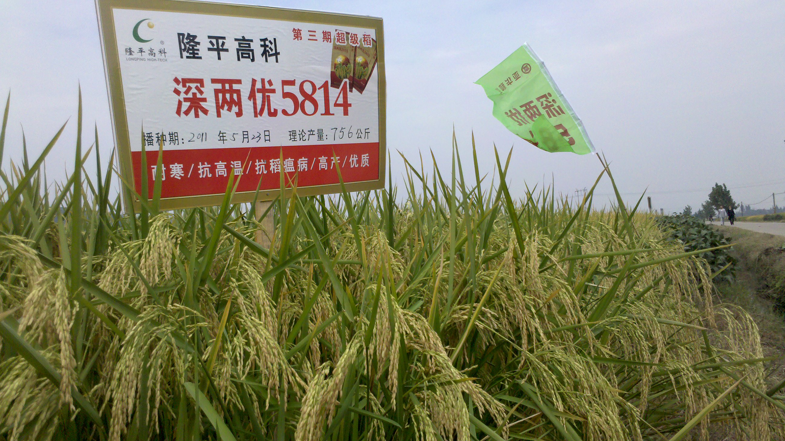 重磅出击市场主流中稻品种品比品种全多图持续更新欢迎跟帖