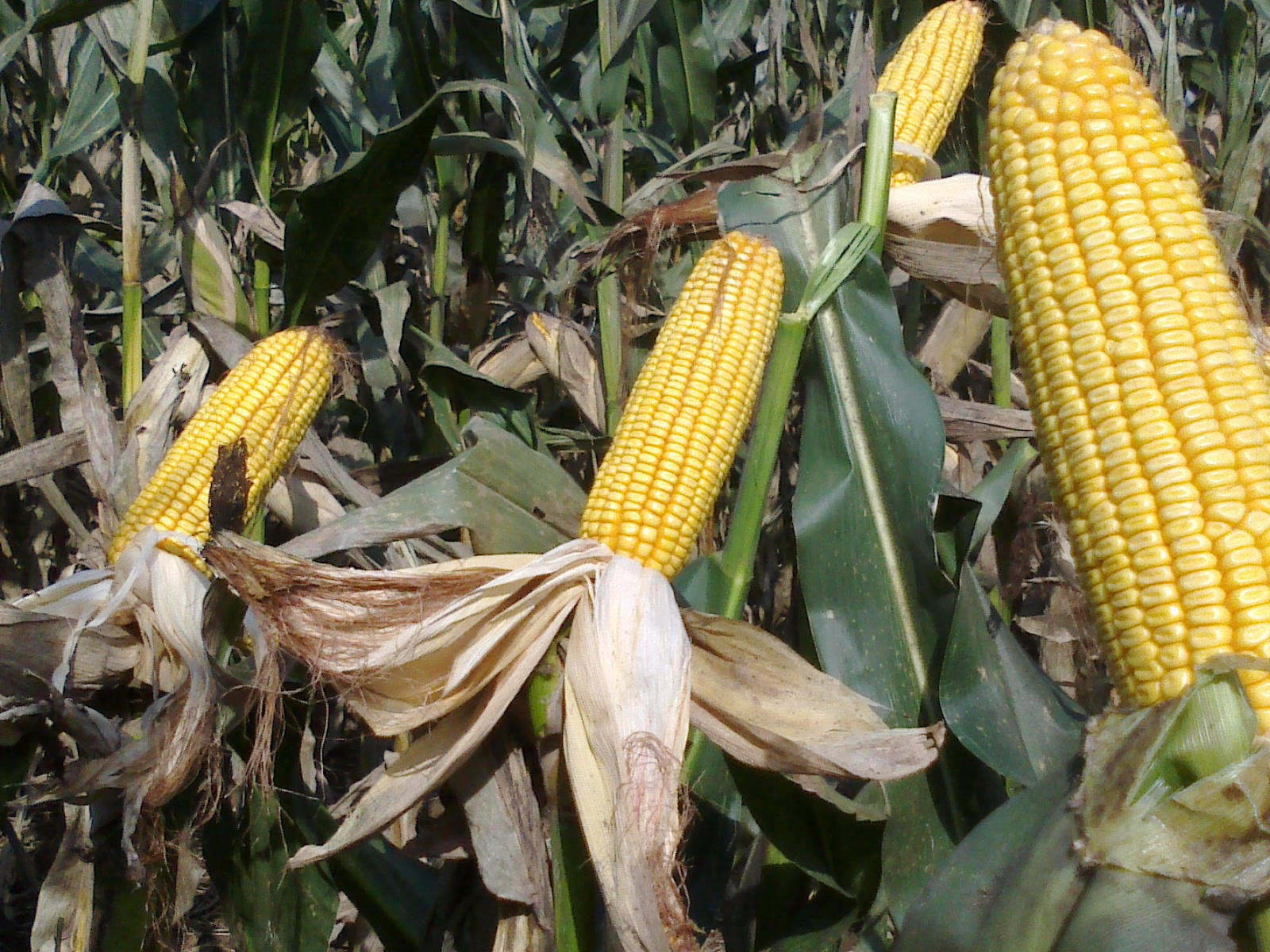 【2012*玉米种大评选】隆平高科种业公司的"隆平206"