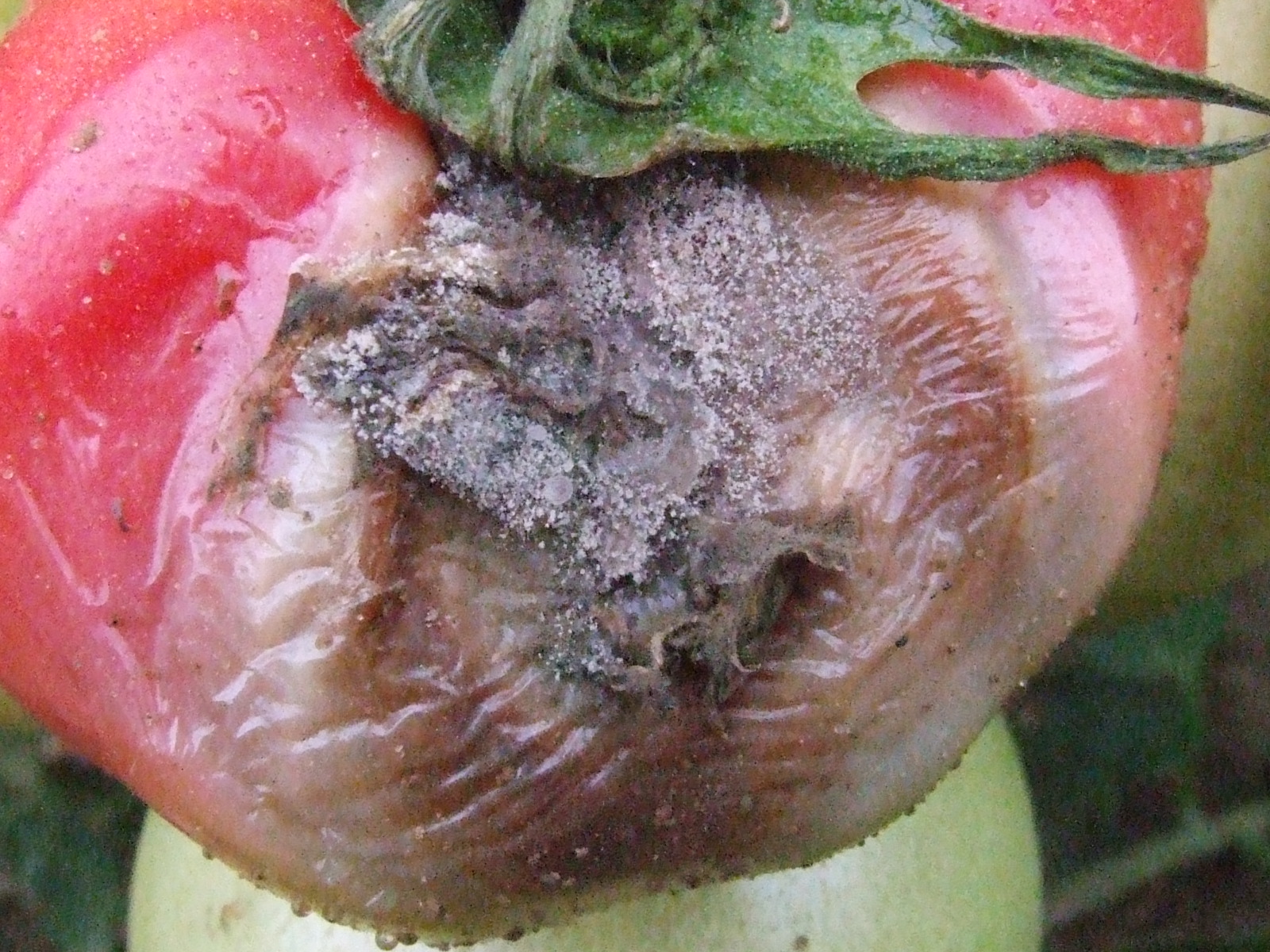 西红柿煤霉病图片图片