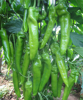 辣椒种子世纪椒王