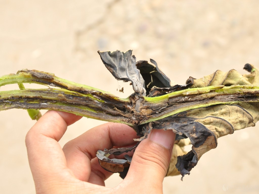 jack.wilson的个人主页