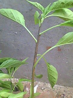 执着人生的个人主页