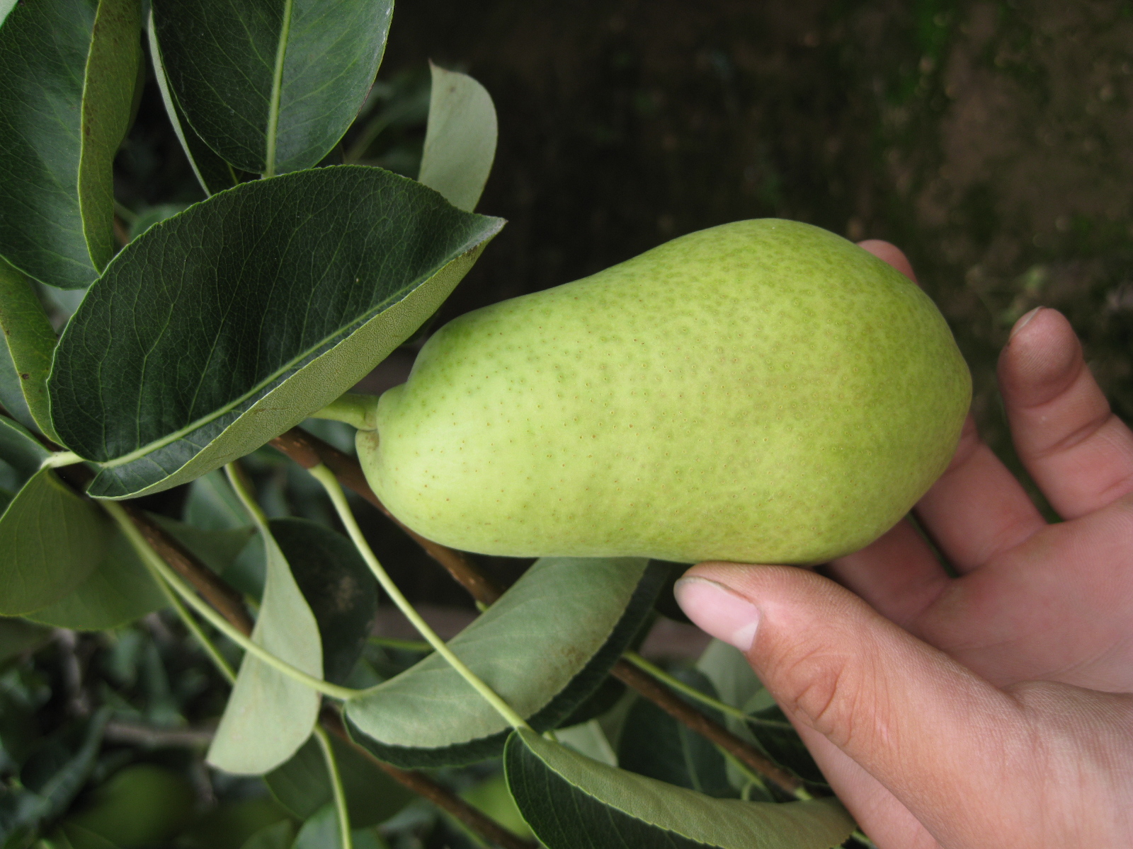 2012莱州车轴梨三季梨行情很好