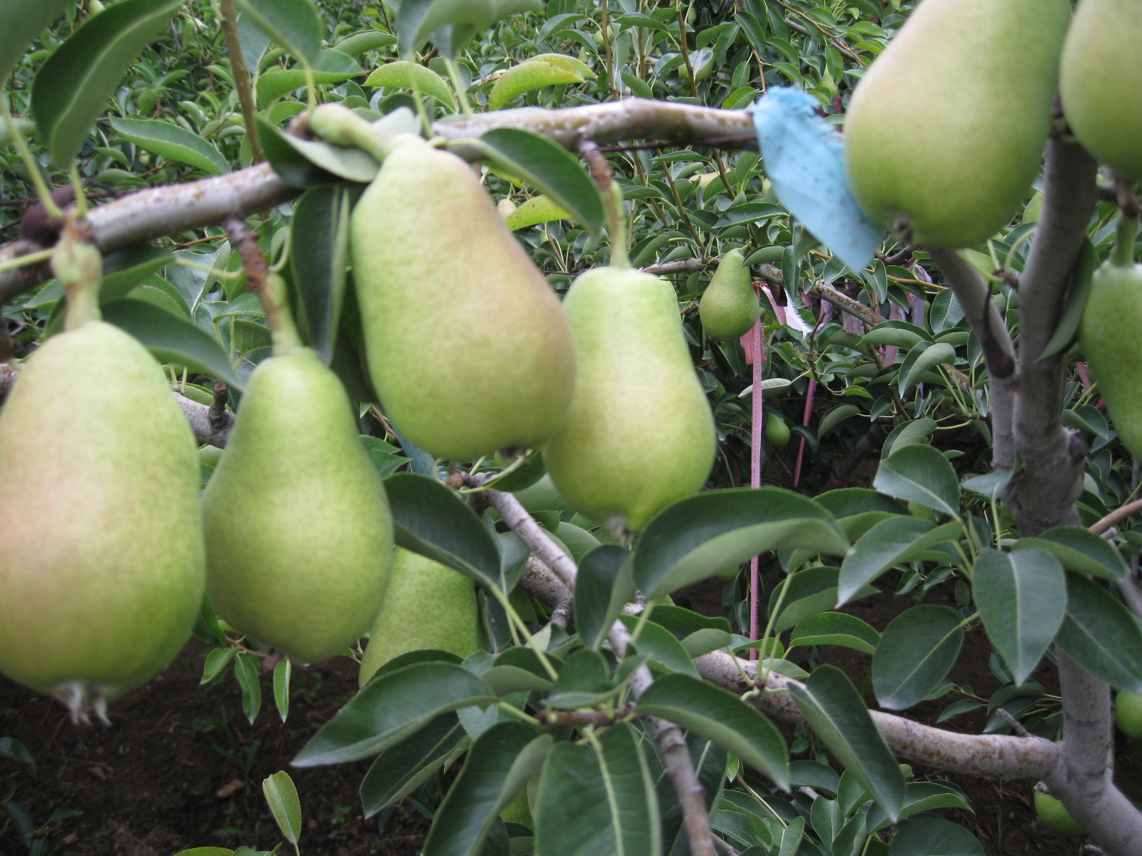 2012莱州车轴梨三季梨行情很好