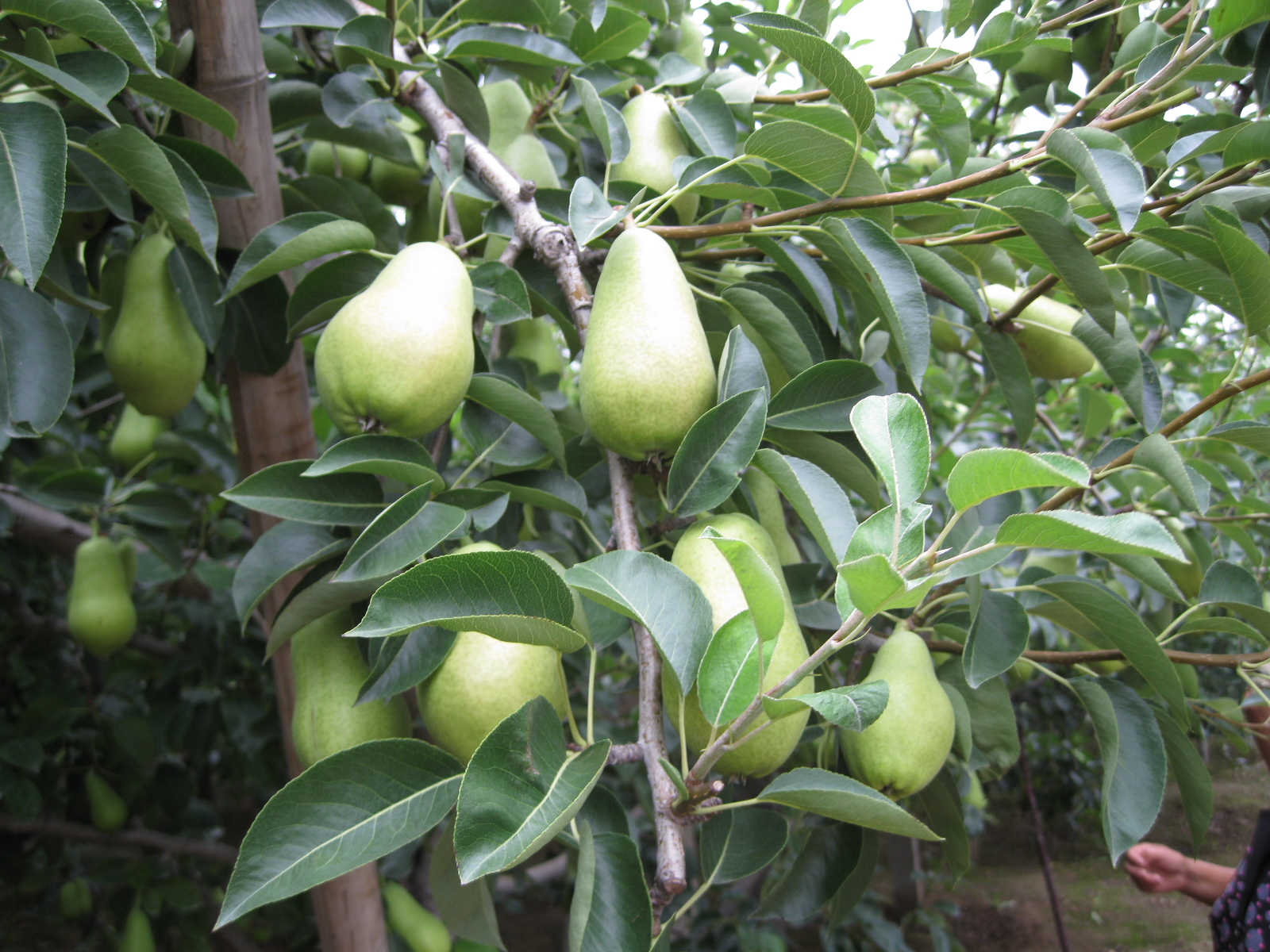 2012莱州车轴梨三季梨行情很好