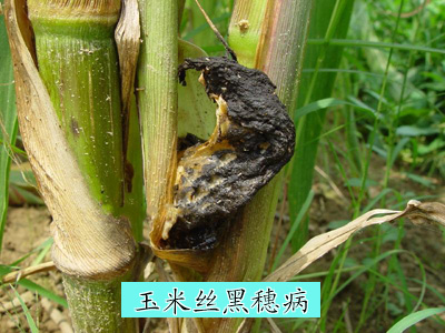 玉米丝黑穗病病症图片
