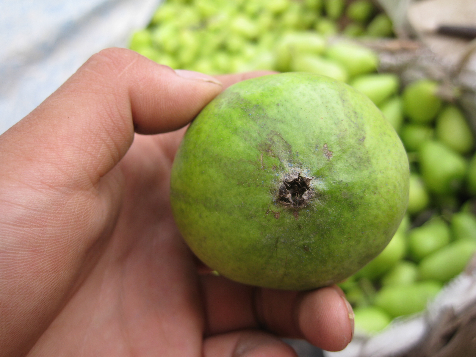 车轴梨病害 - 莱州合强的个人主页 - 个人中心 - 农技社区服务平台