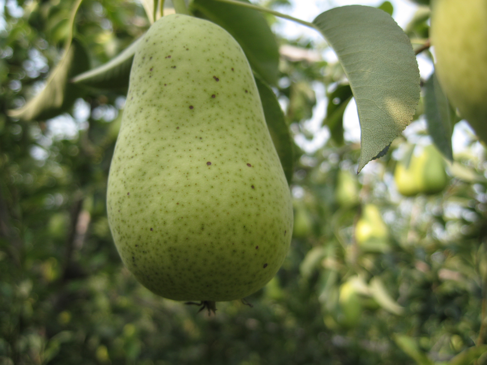 车轴梨 - 莱州合强的个人主页 - 个人中心 - 农技社区服务平台