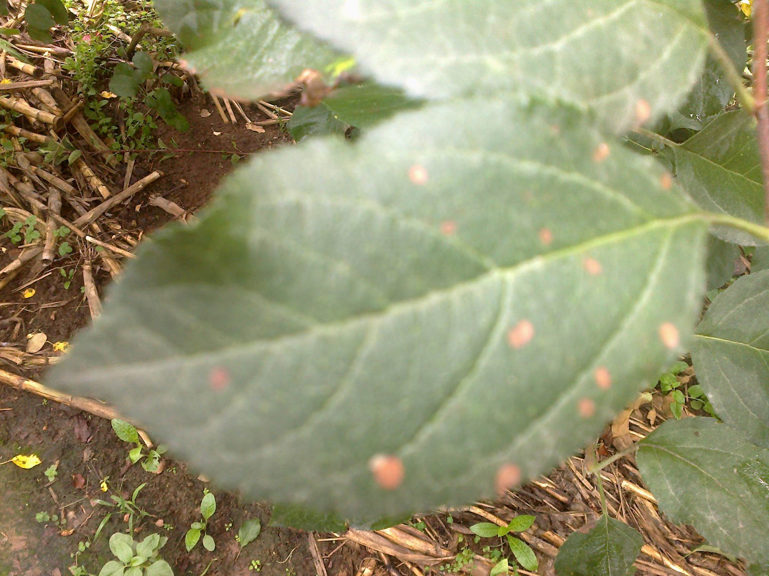苹果早期落叶 - 乔峰 - 个人中心 - 农技社区服务平台