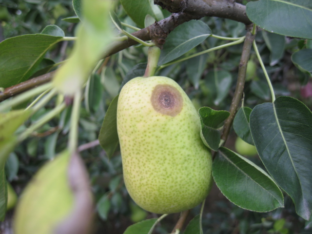 车轴梨惨收 - 莱州合强的个人主页 - 个人中心 - 农技社区服务平台