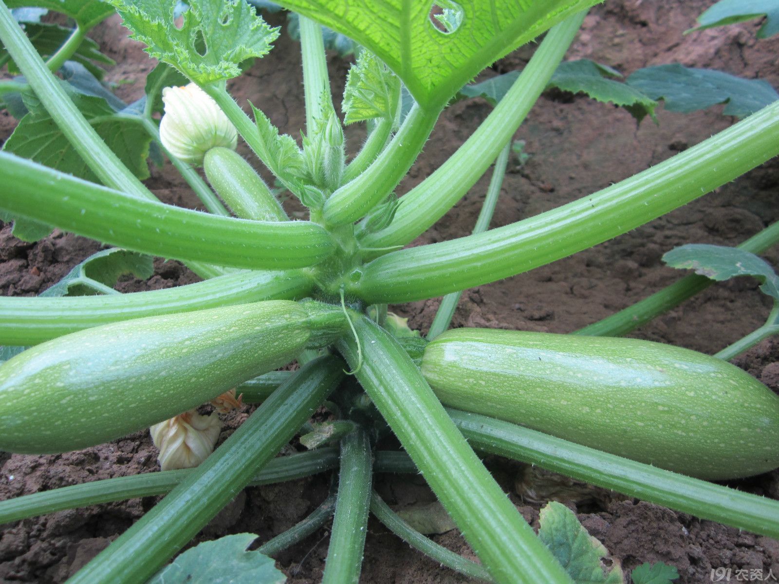 西葫芦种植 - 好运气欢迎你 - 个人中心 - 农技社区服务平台