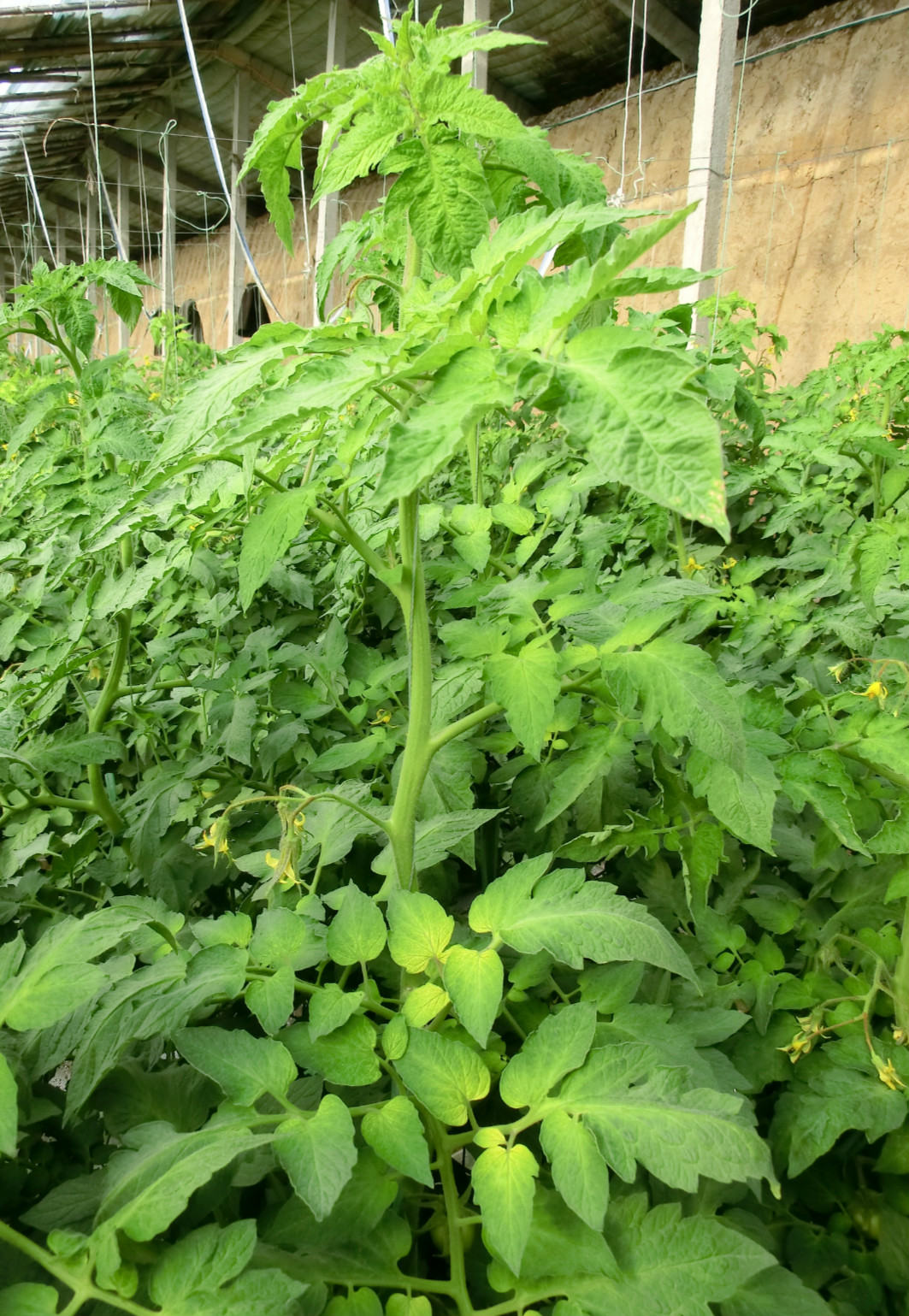 番茄缺铁叶片症状应该是缺铁